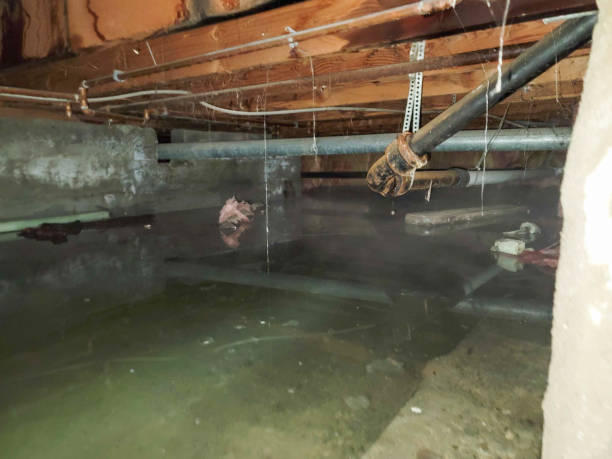 Best Water damage contractors near me  in Momence, IL