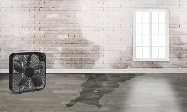 Best Local water damage restoration  in Momence, IL