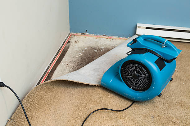 Best Commercial water damage restoration  in Momence, IL